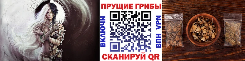 Купить где  Касимов  Псилоцибиновые грибы Cubensis 